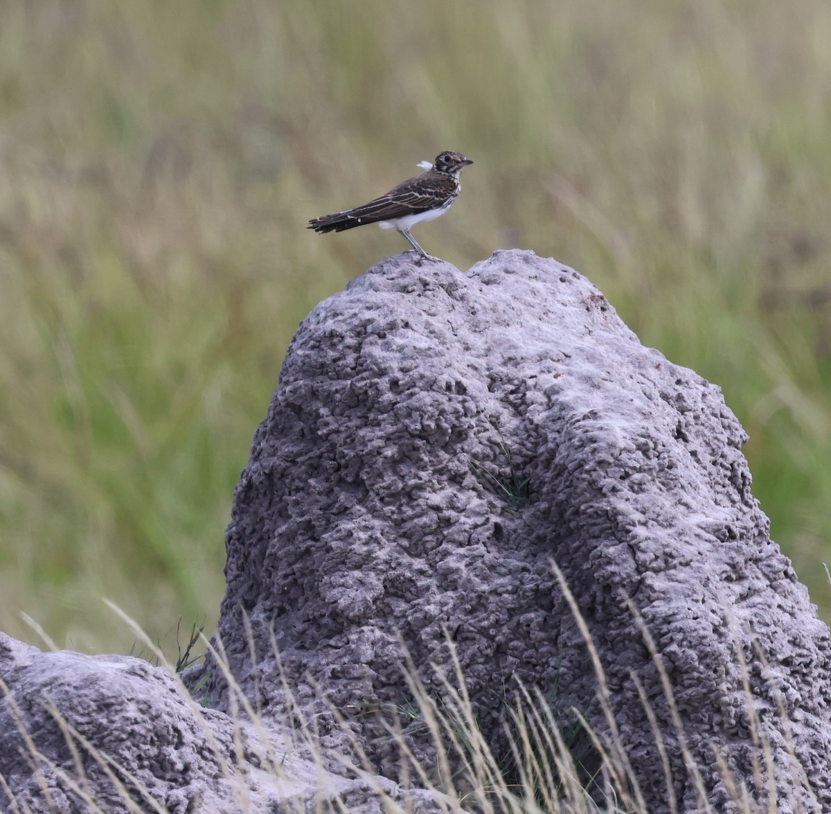 Dusky Lark - ML639415255