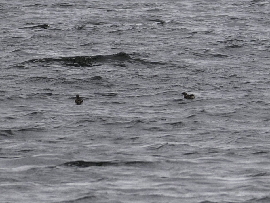 Guillemot marbré - ML639415267