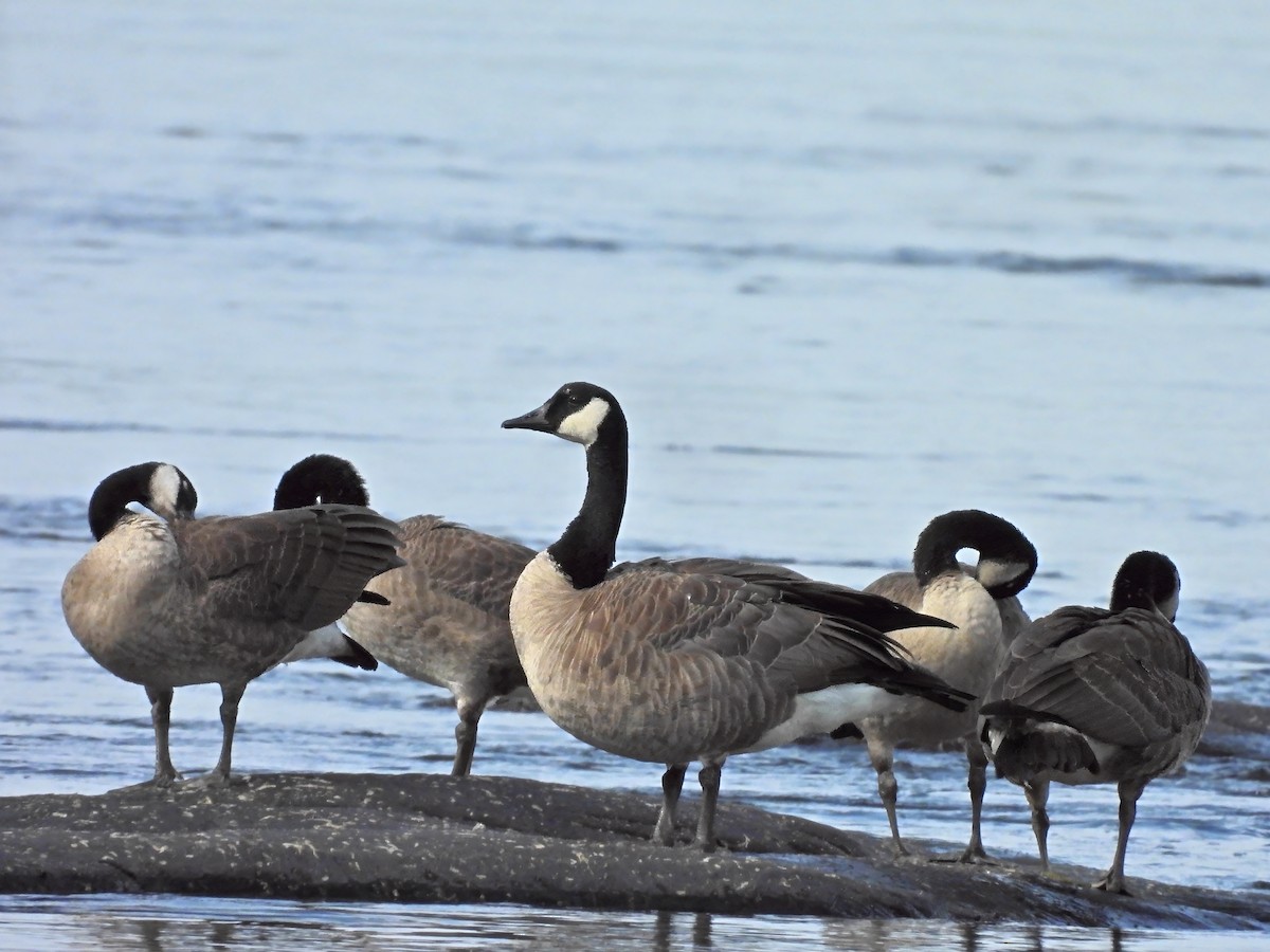 Canada Goose - ML639415372