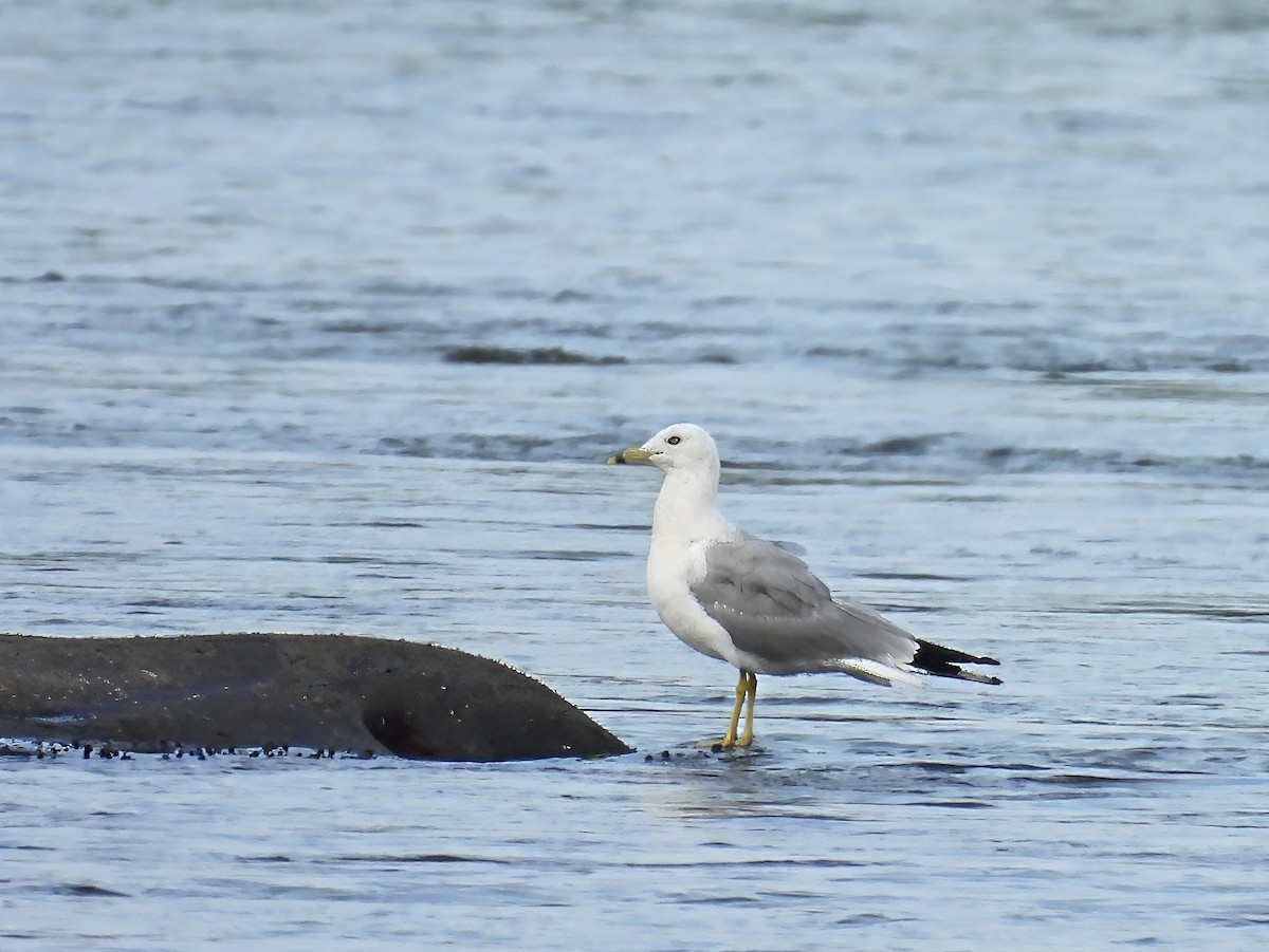 Ring-billed Gull - ML639415375