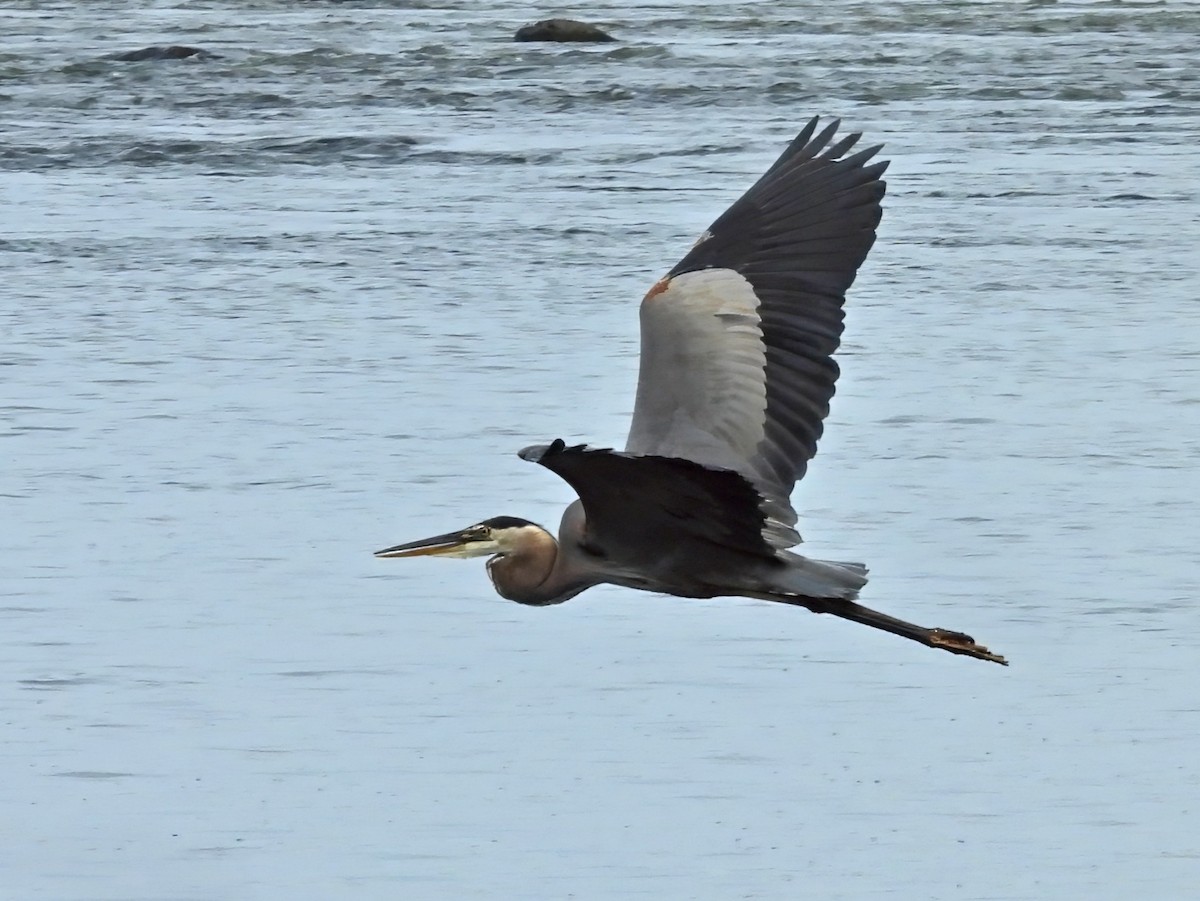 Great Blue Heron - ML639415382