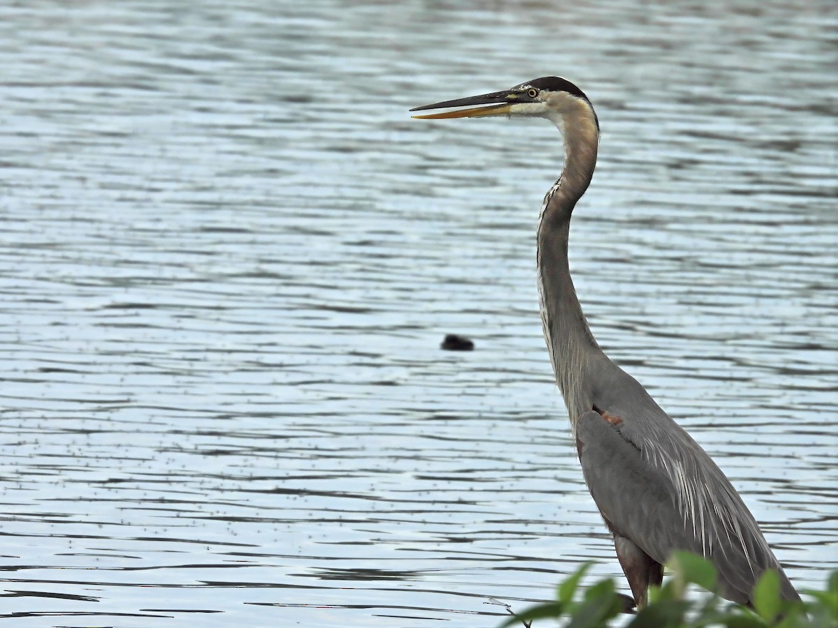 Great Blue Heron - ML639415387