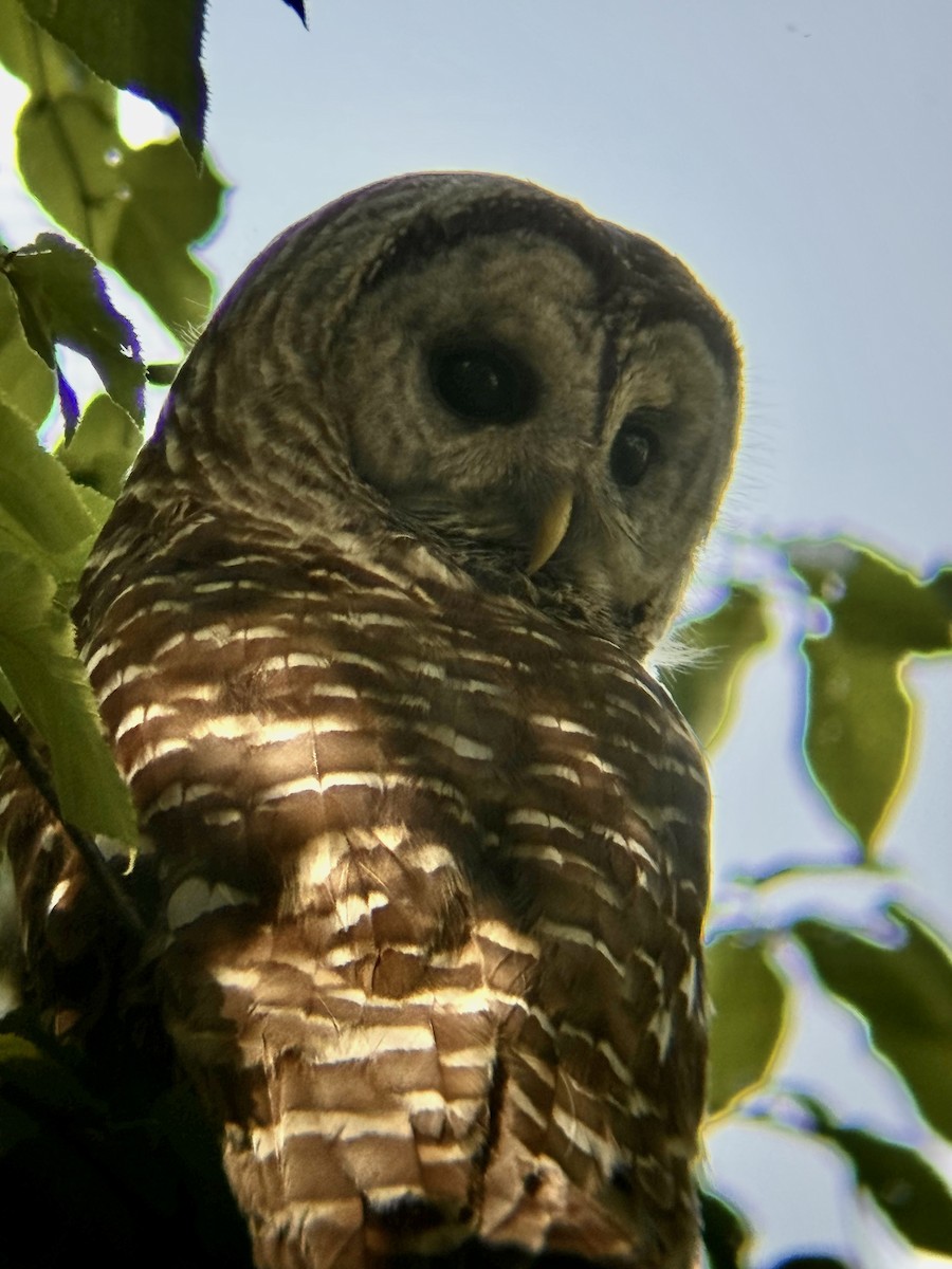 Barred Owl - ML639415397