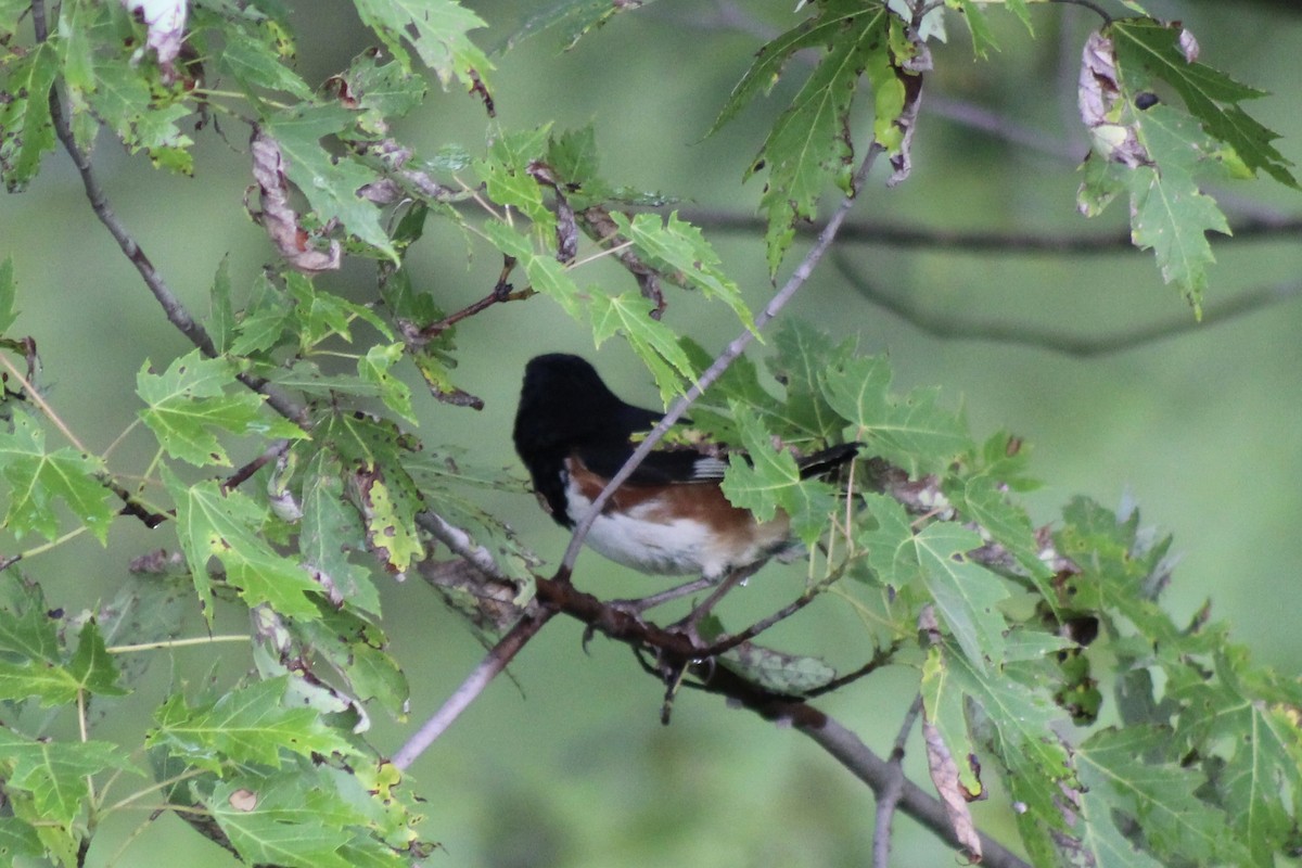 Eastern Towhee - ML639415441