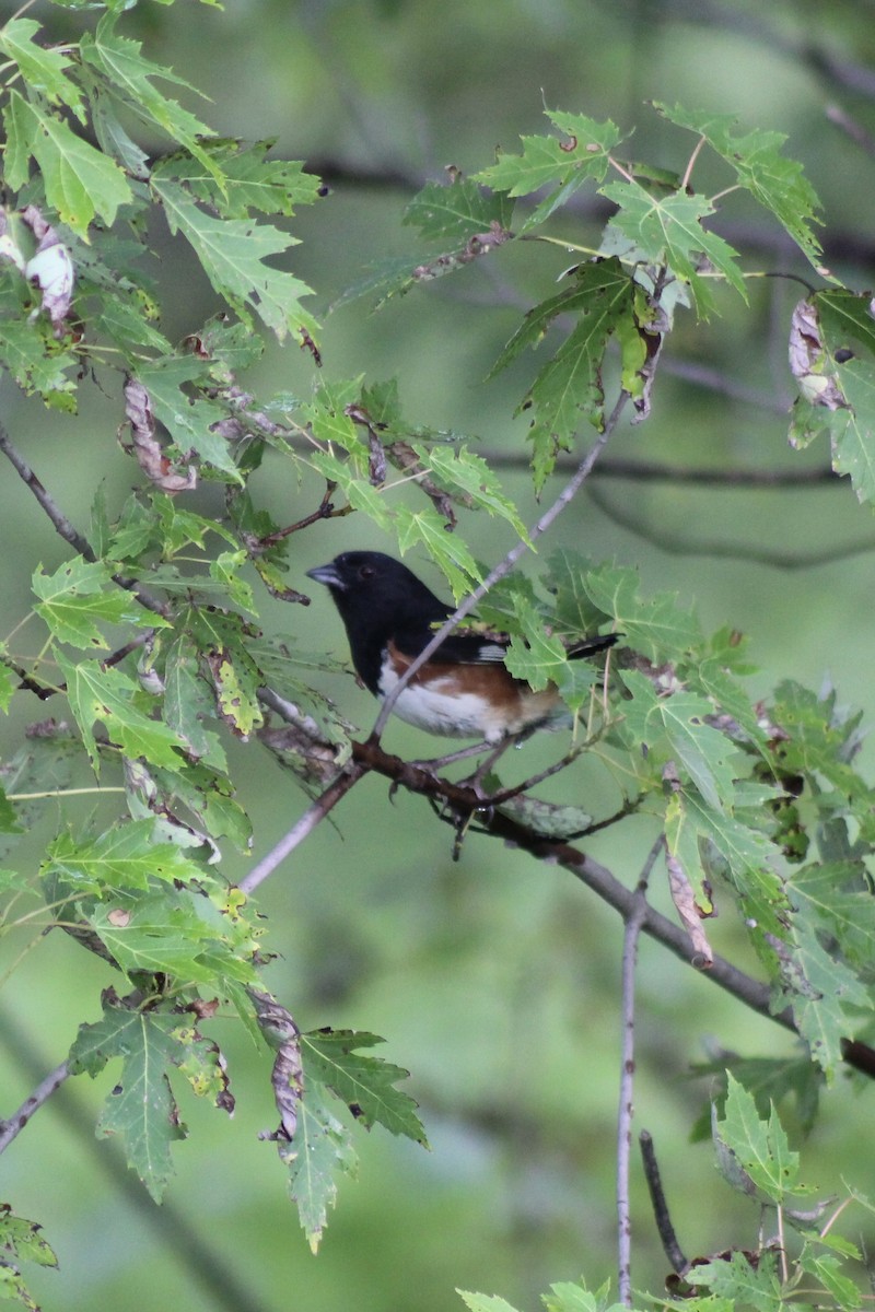 Eastern Towhee - ML639415442