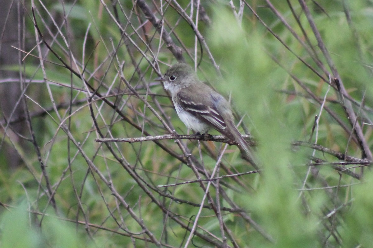 Least Flycatcher - ML639415480