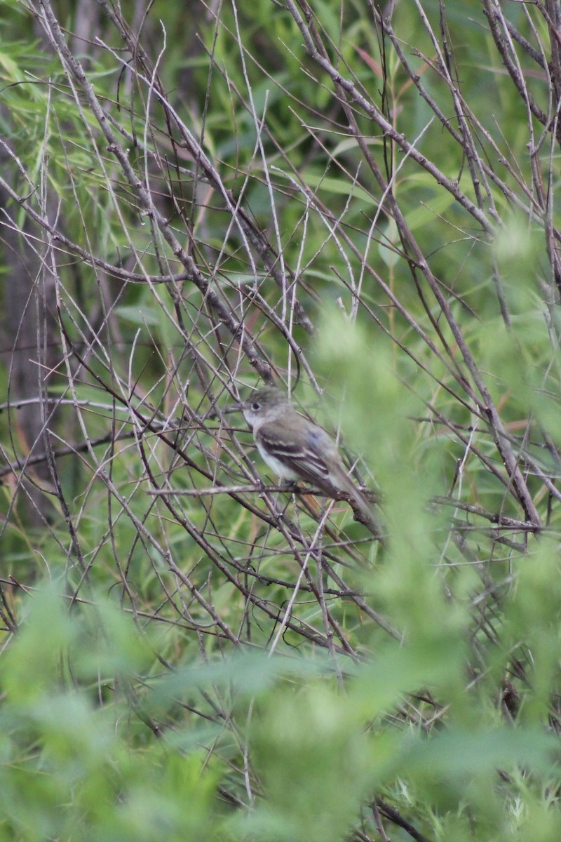 Least Flycatcher - ML639415481