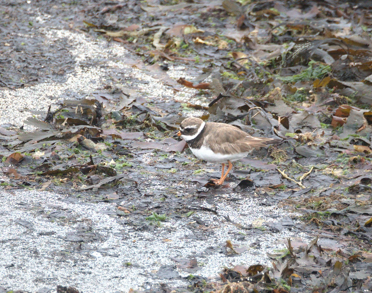 Хүзүүвчит хиазат - ML639415566