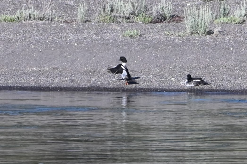 Barrow's Goldeneye - ML639415587