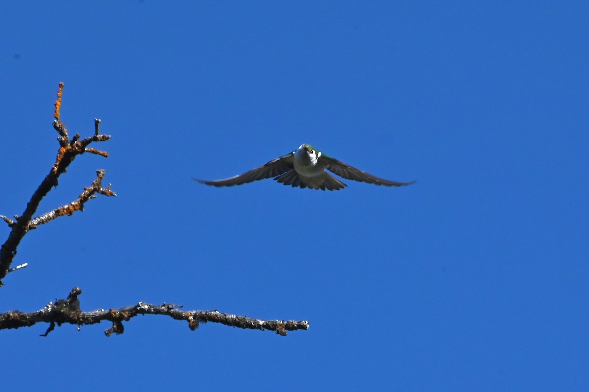 Violet-green Swallow - ML639415651