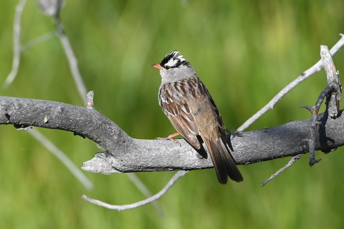 White-crowned Sparrow - ML639415662