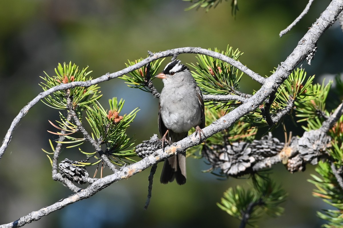 White-crowned Sparrow - ML639415663