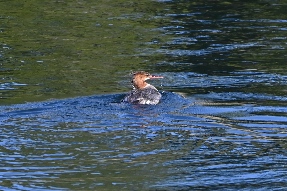 Common Merganser - ML639415674