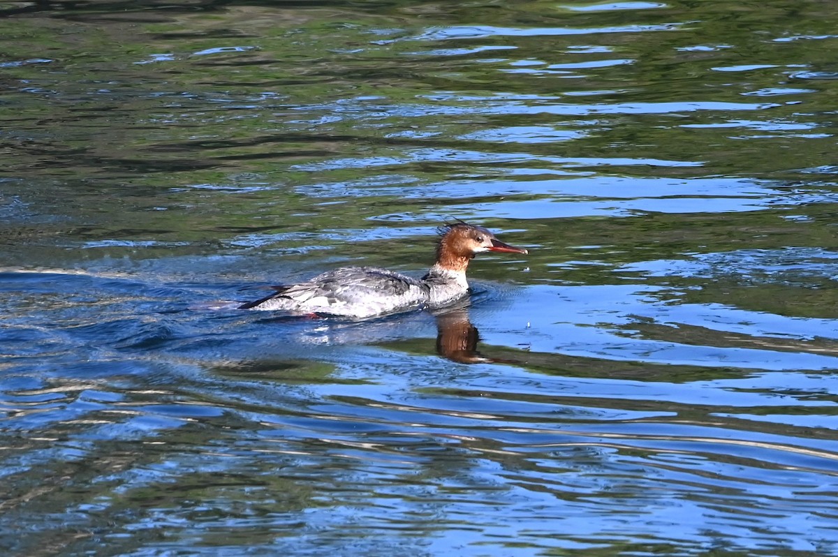 Common Merganser - ML639415675