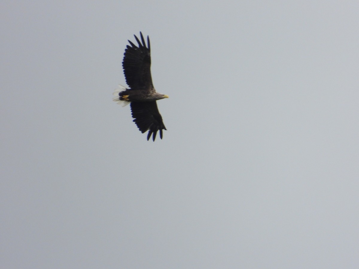 White-tailed Eagle - ML639415694