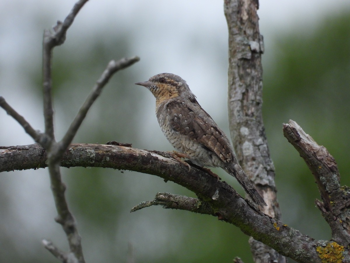 Eurasian Wryneck - ML639415714