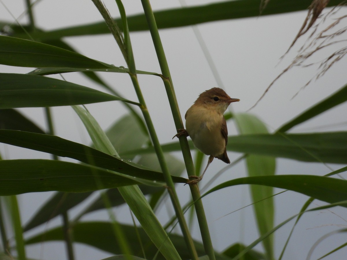 Marsh Warbler - ML639415719