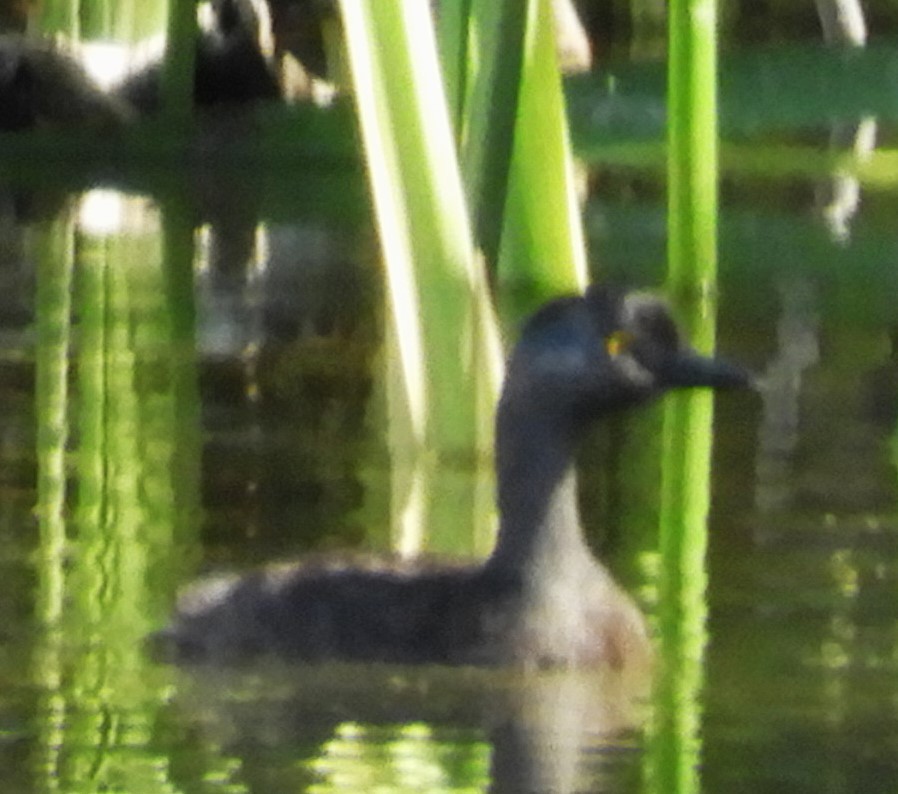Least Grebe - ML639415731