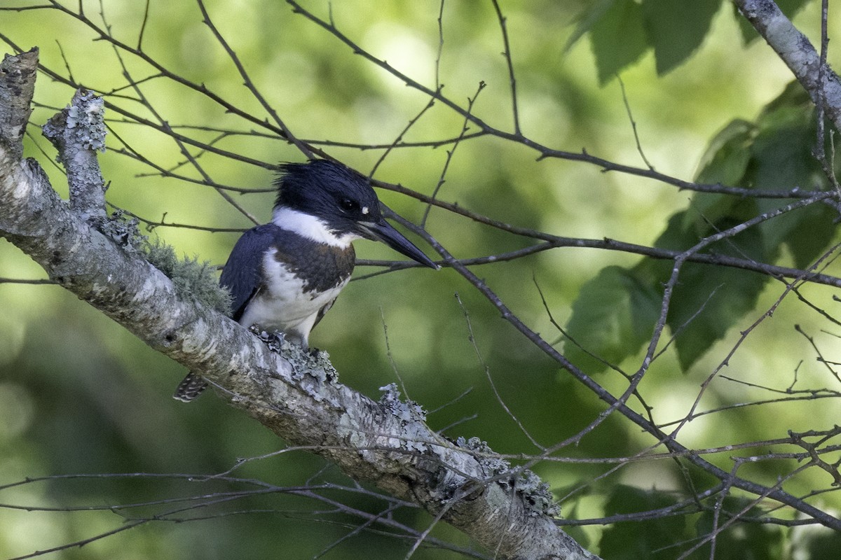 Belted Kingfisher - ML639415732