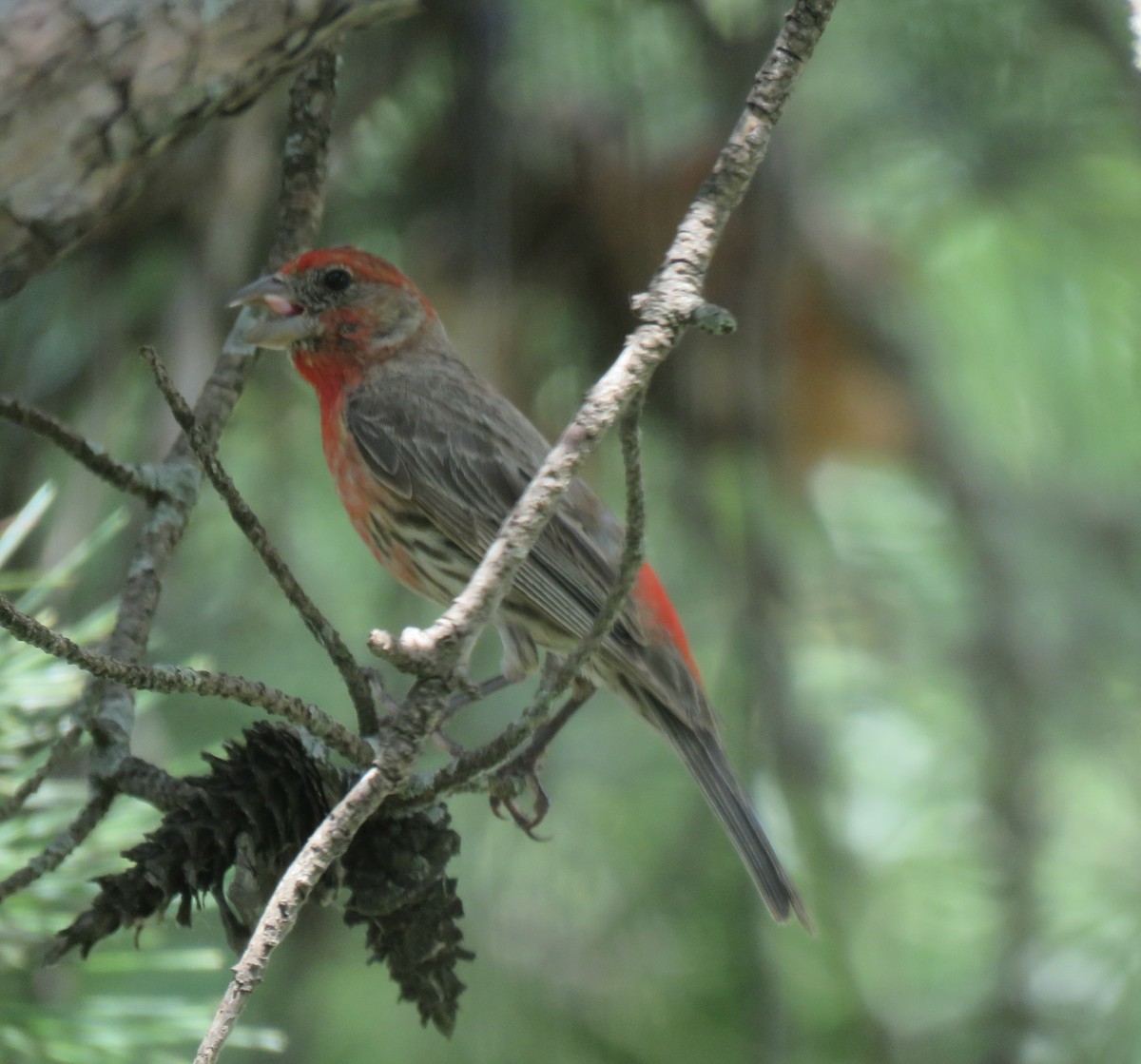 House Finch - ML639415790