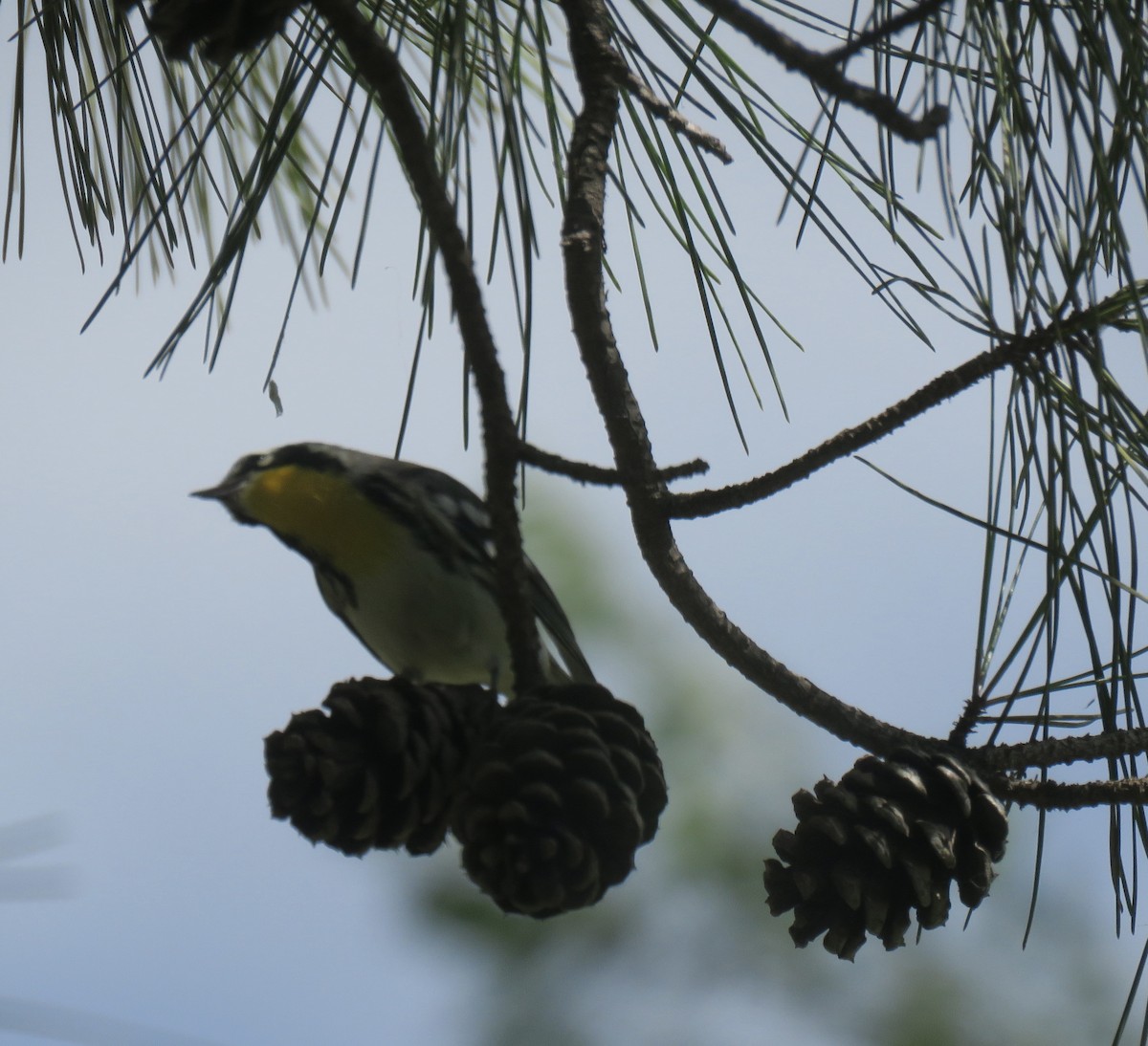 Yellow-throated Warbler - ML639415805