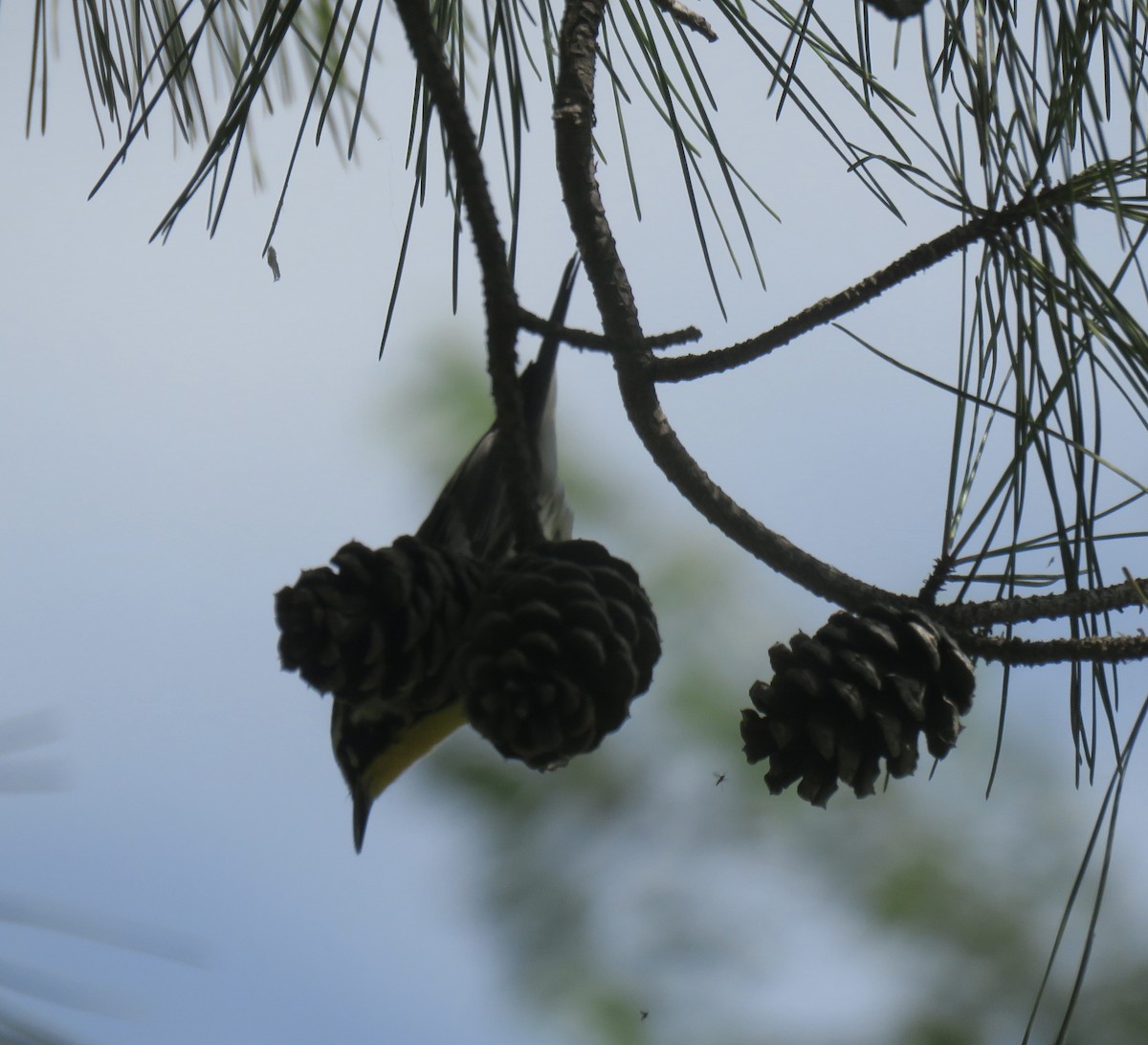 Yellow-throated Warbler - ML639415806