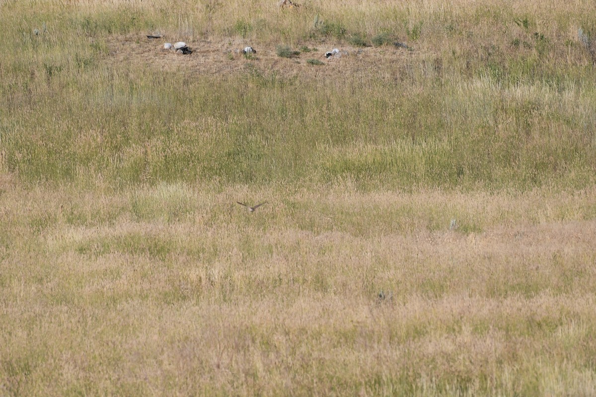 Burrowing Owl - ML639415814