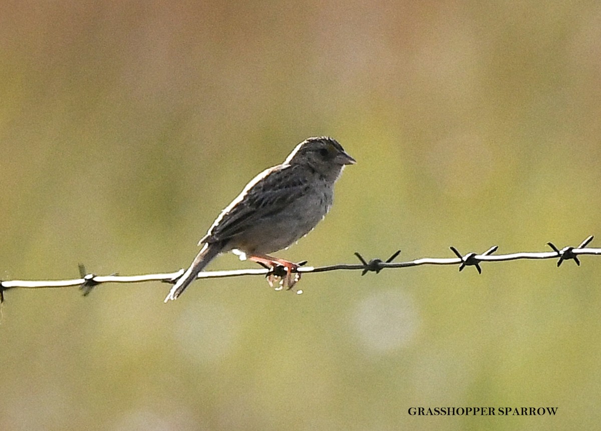Grasshopper Sparrow - ML639415847