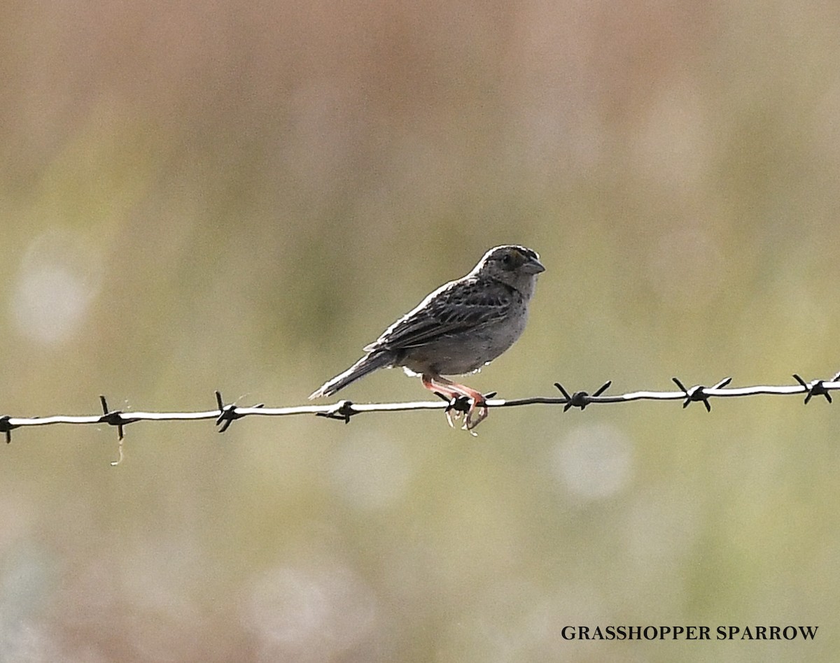 Grasshopper Sparrow - ML639415848