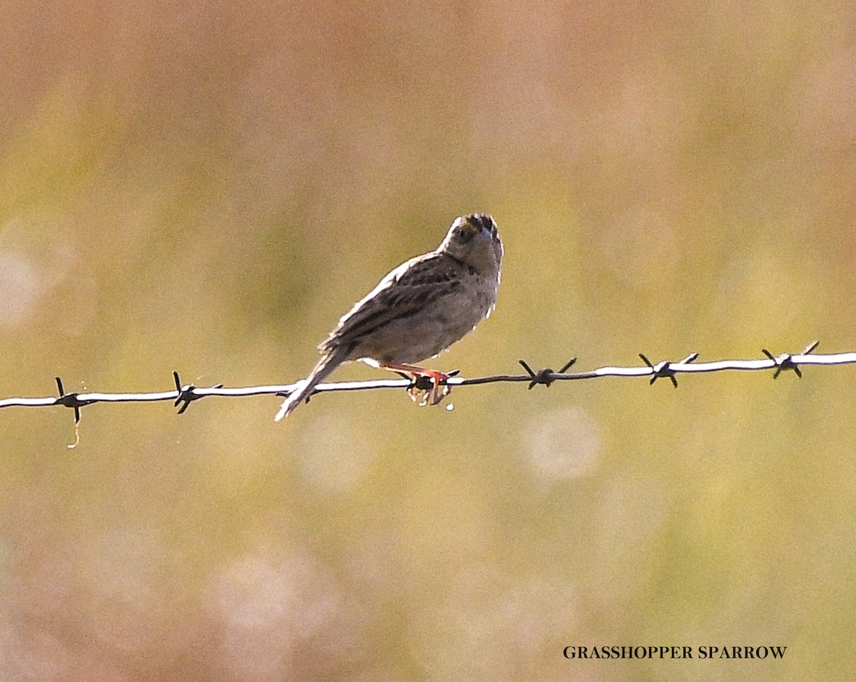 Grasshopper Sparrow - ML639415849