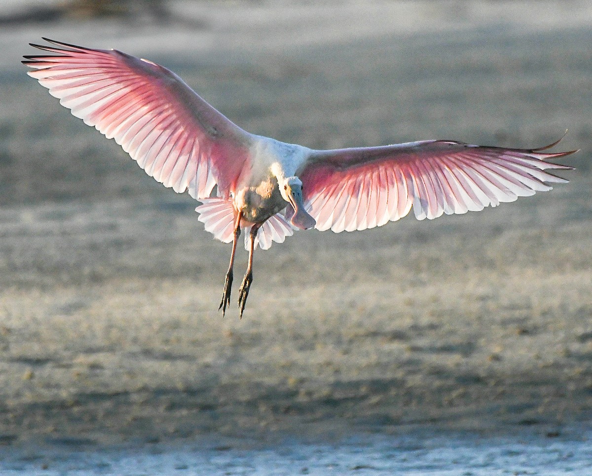 Roseate Spoonbill - ML639416103