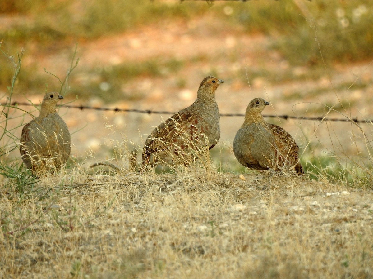 Gray Partridge - ML63941611