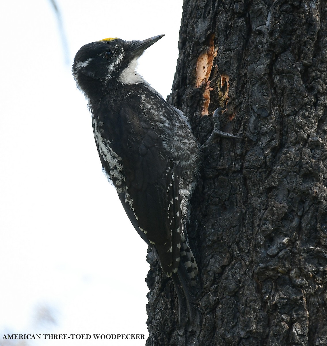 American Three-toed Woodpecker - ML639416150