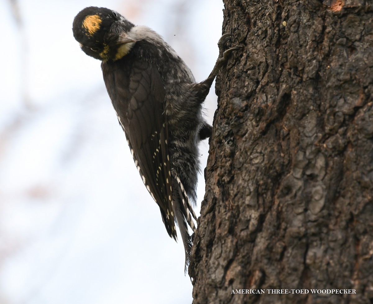 American Three-toed Woodpecker - ML639416151