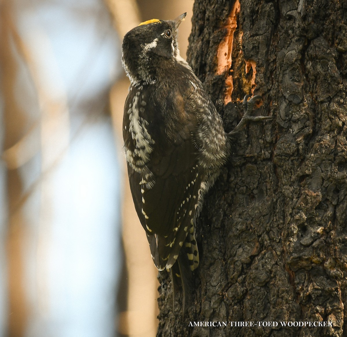 American Three-toed Woodpecker - ML639416152