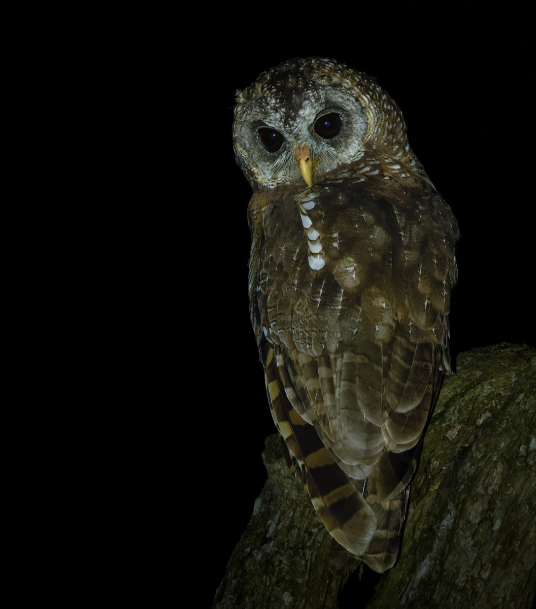 African Wood-Owl - ML639416170