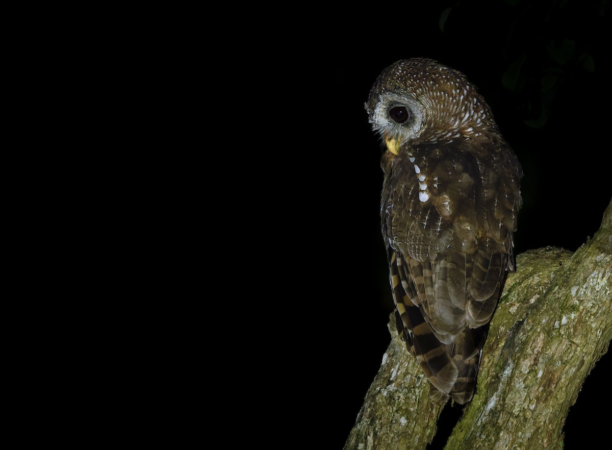 African Wood-Owl - ML639416171