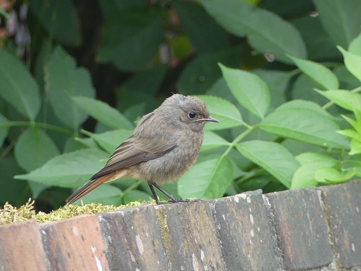Colirrojo Tizón (gibraltariensis/aterrimus) - ML639416229