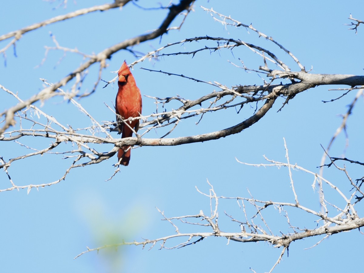 Northern Cardinal - ML639416235
