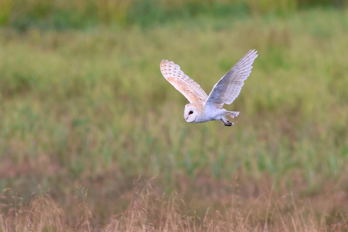 Western Barn Owl - ML639416253