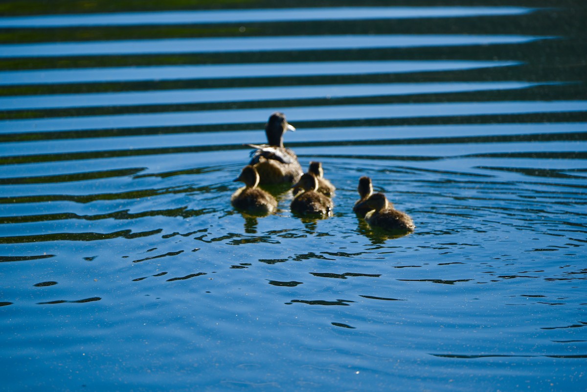 綠頭鴨 - ML639416257