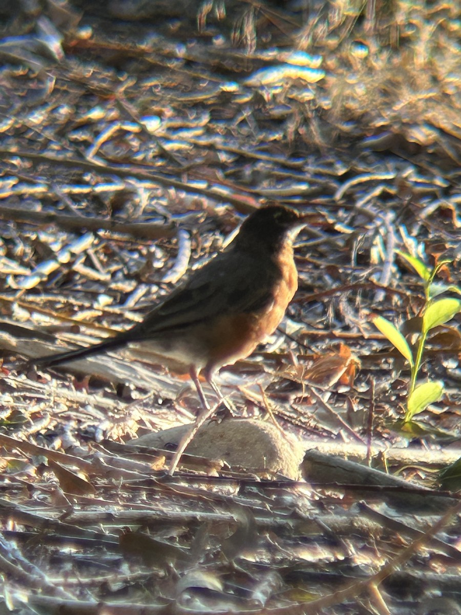 American Robin - ML639416287