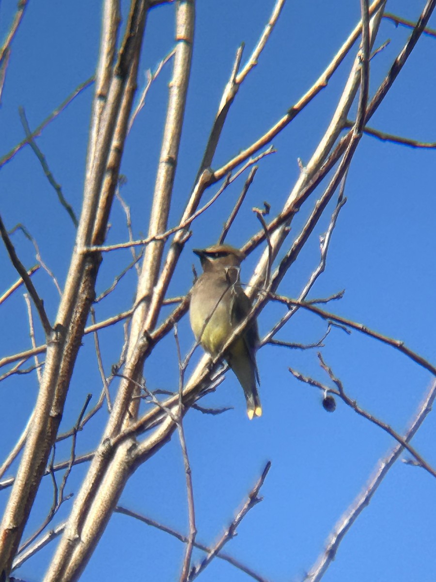 Cedar Waxwing - ML639416289