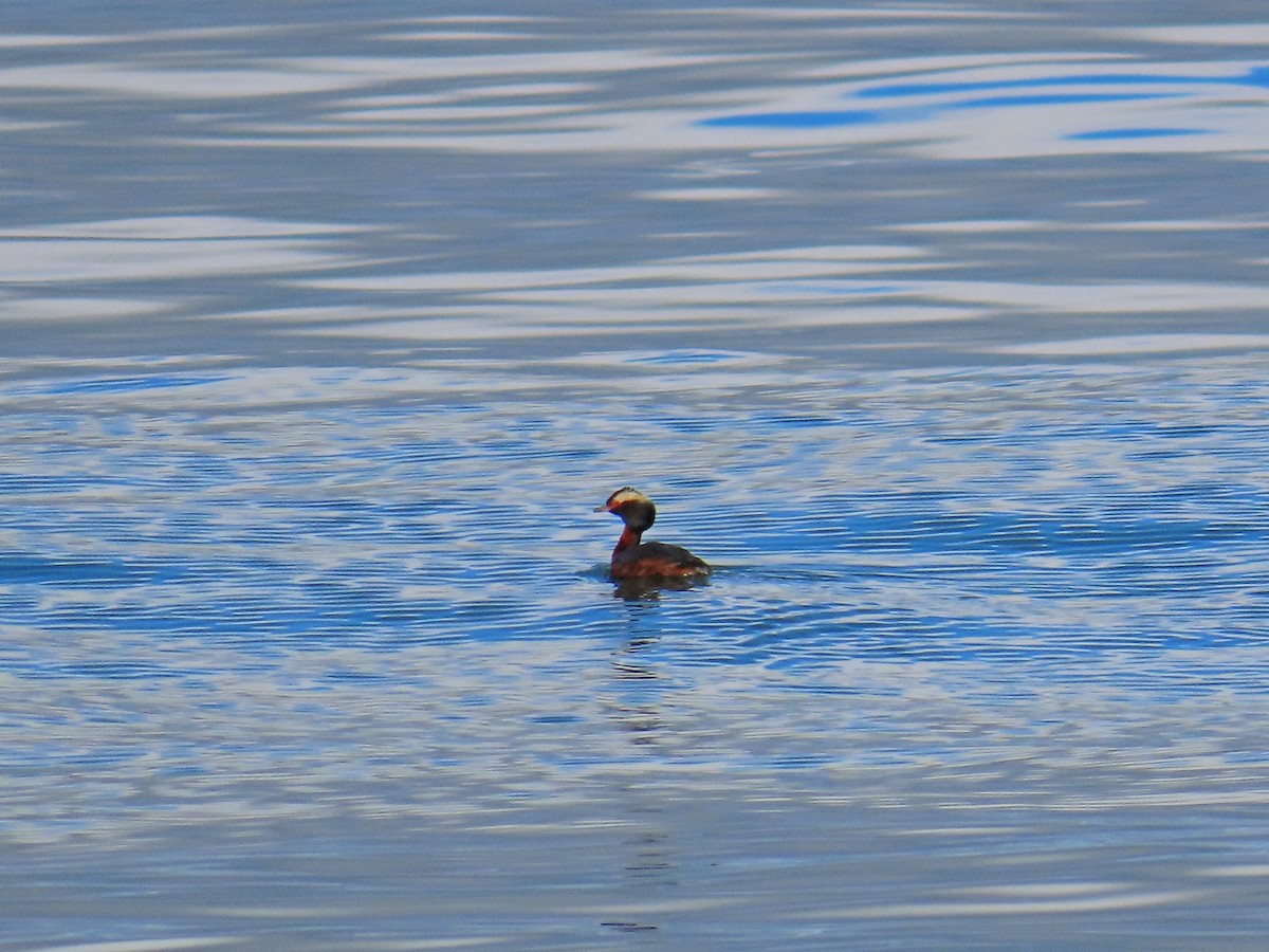 Horned Grebe - ML639416316
