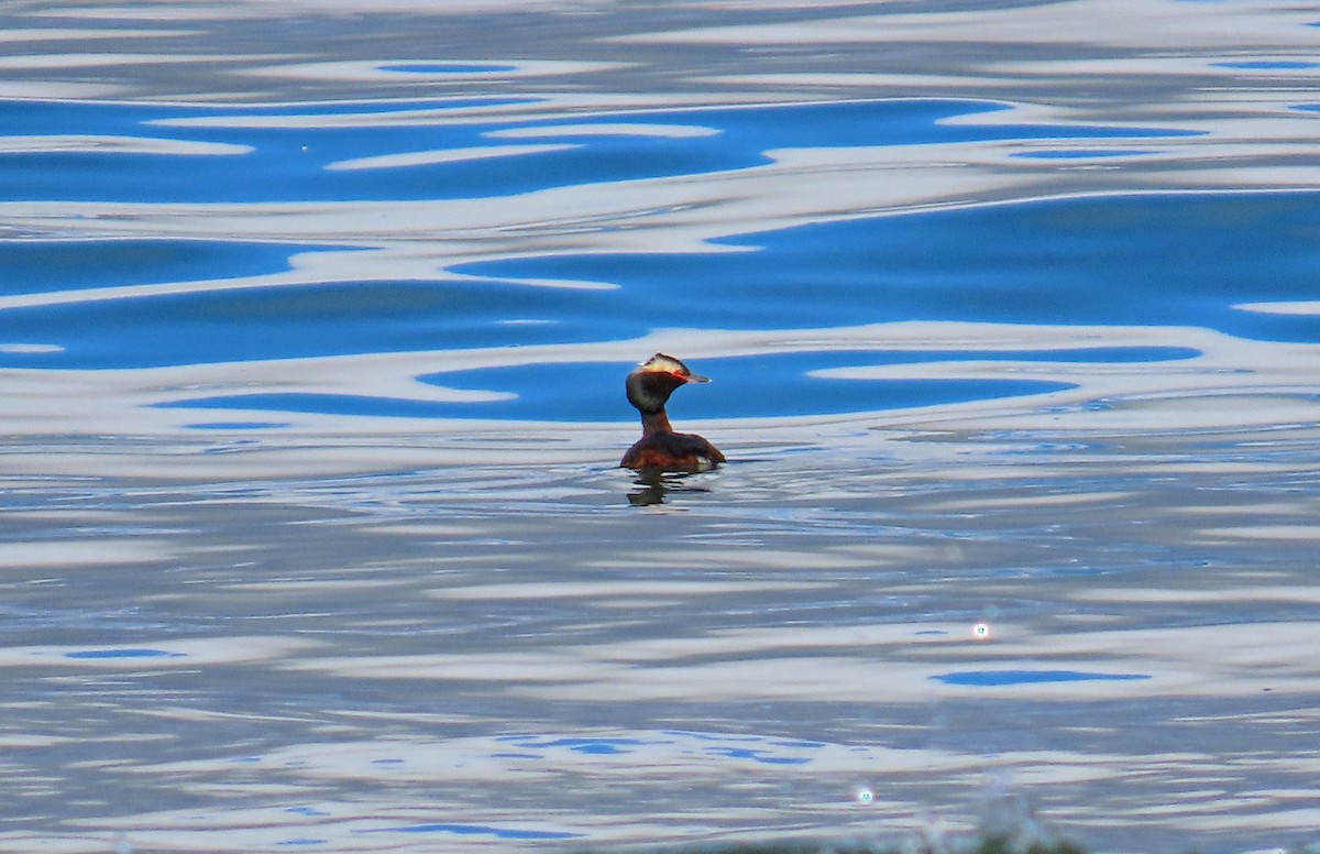 Horned Grebe - ML639416319