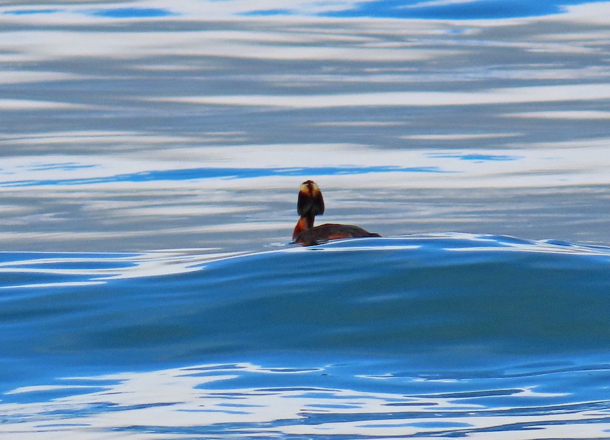 Horned Grebe - ML639416327