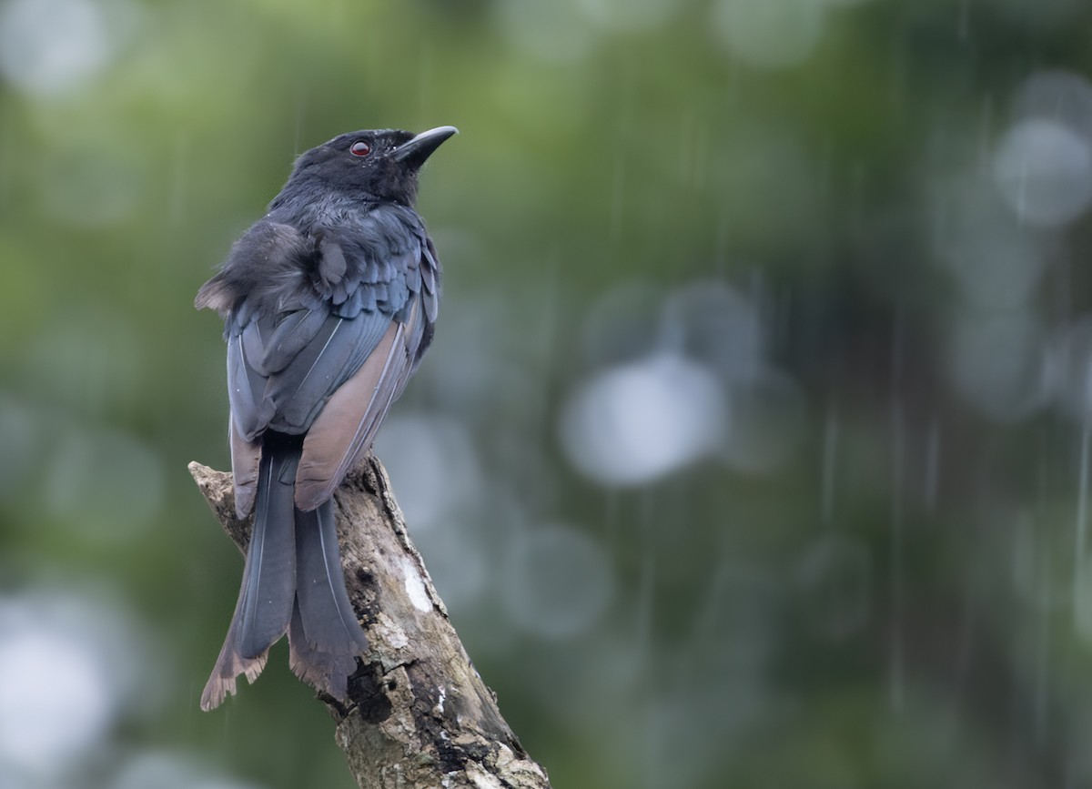 Fork-tailed Drongo (adsimilis Group) - ML639416331
