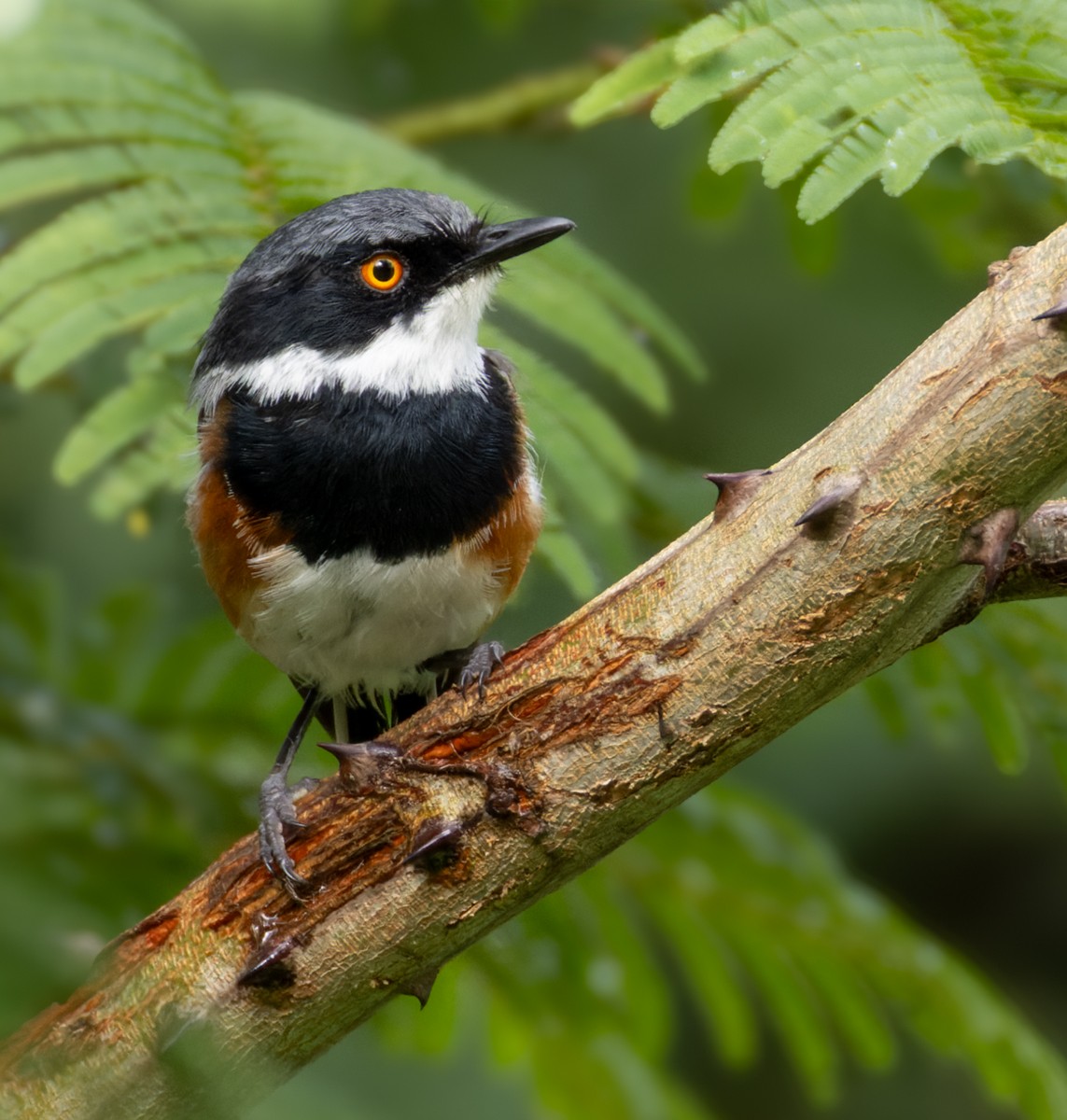 Cape Batis (Cape) - ML639416348