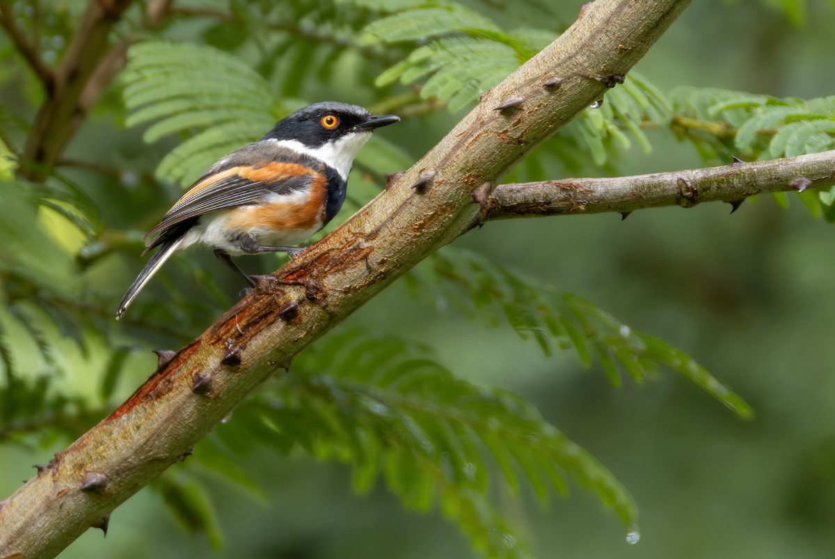 Cape Batis (Cape) - ML639416349