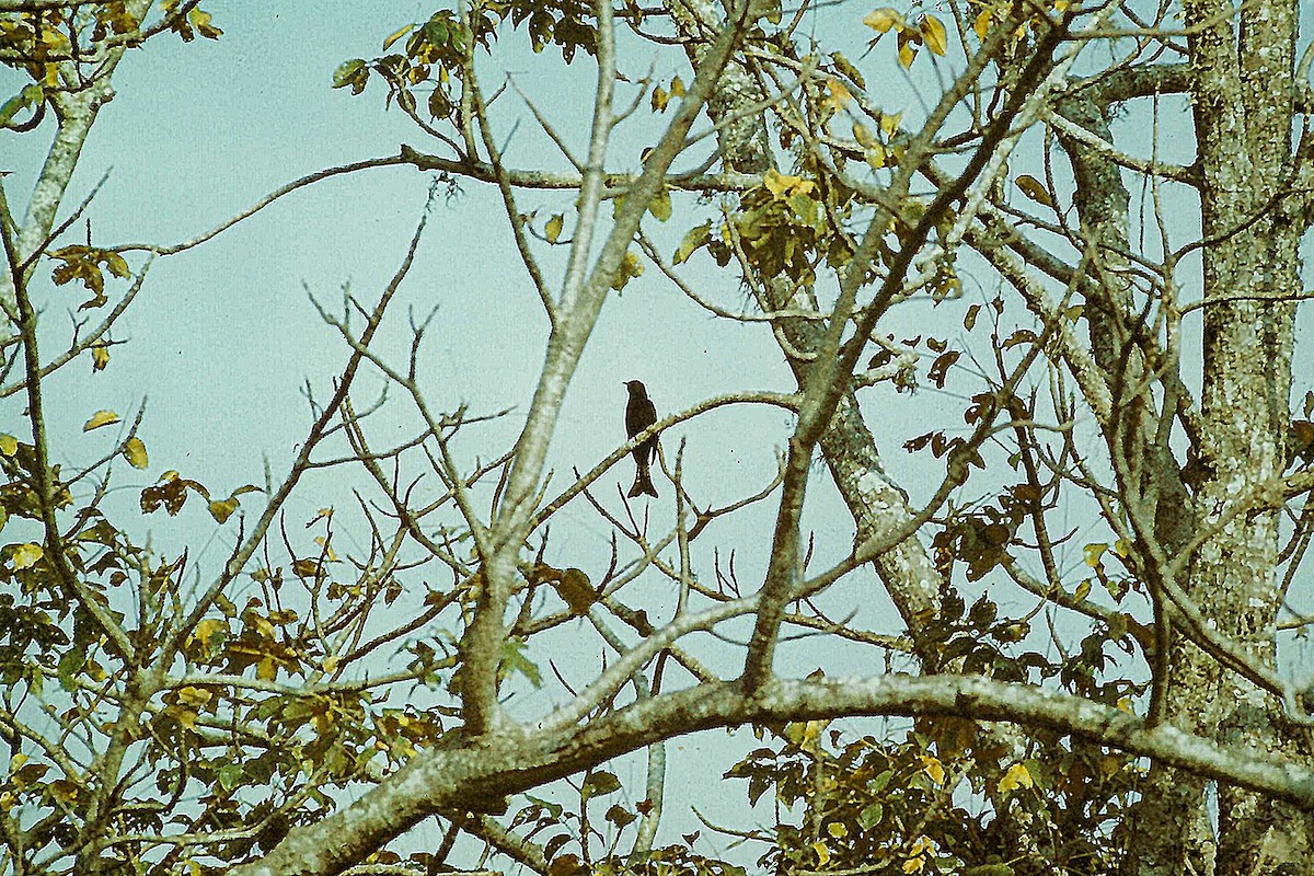 Moluccan Drongo-Cuckoo - ML639416350